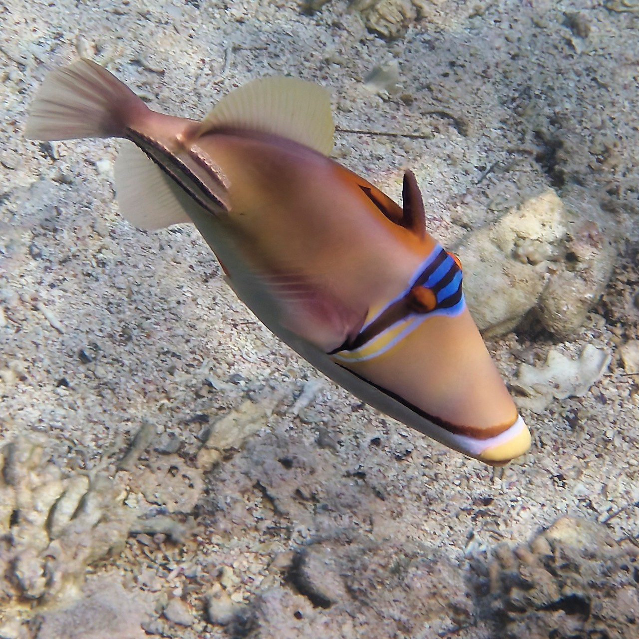 Мне посмотреть. Рыбов показываю