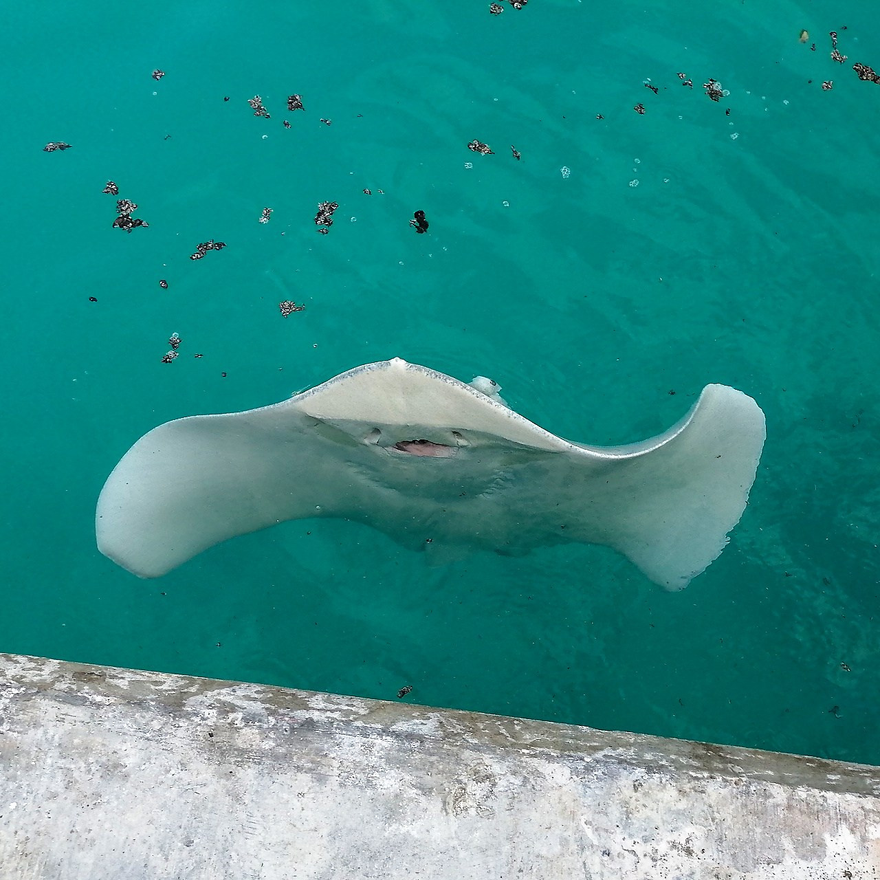 Мне посмотреть. Рыбов показываю