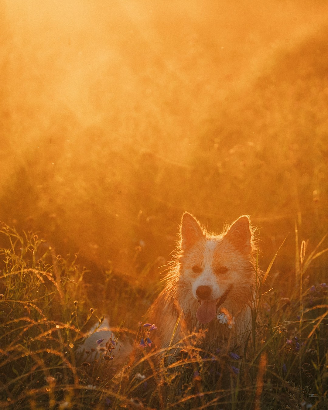 Рина и Марси. Фотограф анималист в Москве и Санкт-Петербурге Свиридова Анна