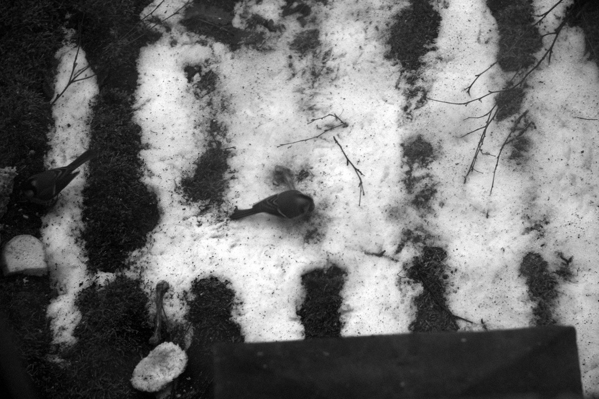 QQ/01/2009 Jan. is Never Over. Mike Baranovsky
