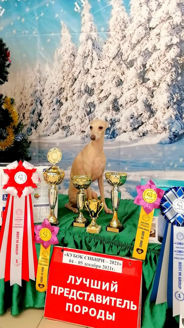Наш самый звёздный выпускник. Professional Italian Greyhound Kennel RKF/FCI ASTI SAPPHIRE 💎 Sochi|St. Petersburg