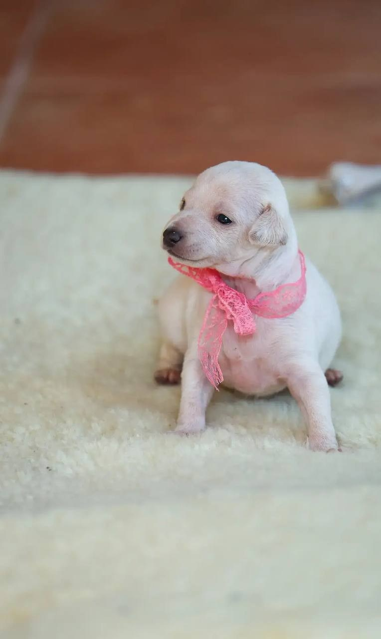 Белоснежные. Профессиональный питомник левреток РКФ/FCI ASTI SAPPHIRE 💎 Сочи|Санкт-Петербург