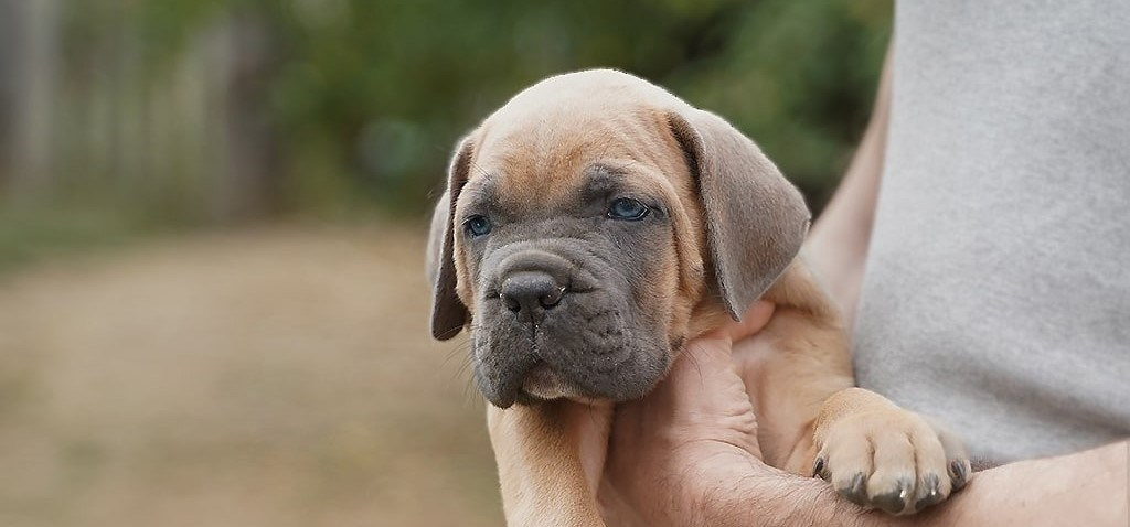 Анонсы пометов. Кане Корсо Лайф, щенки породы Кане Корсо, г. Москва