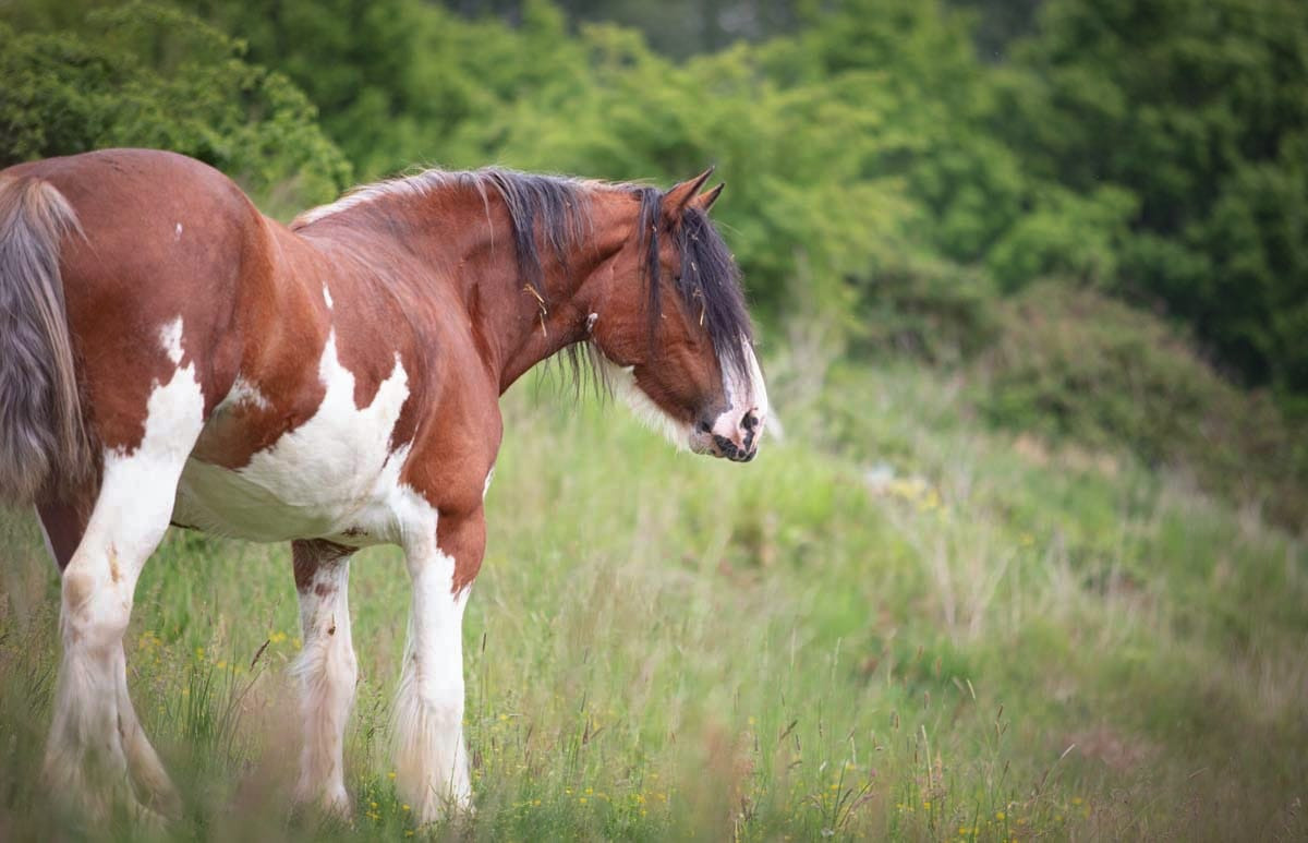 Coachmills Lady Laurel. CLYDESDALE HOUSE