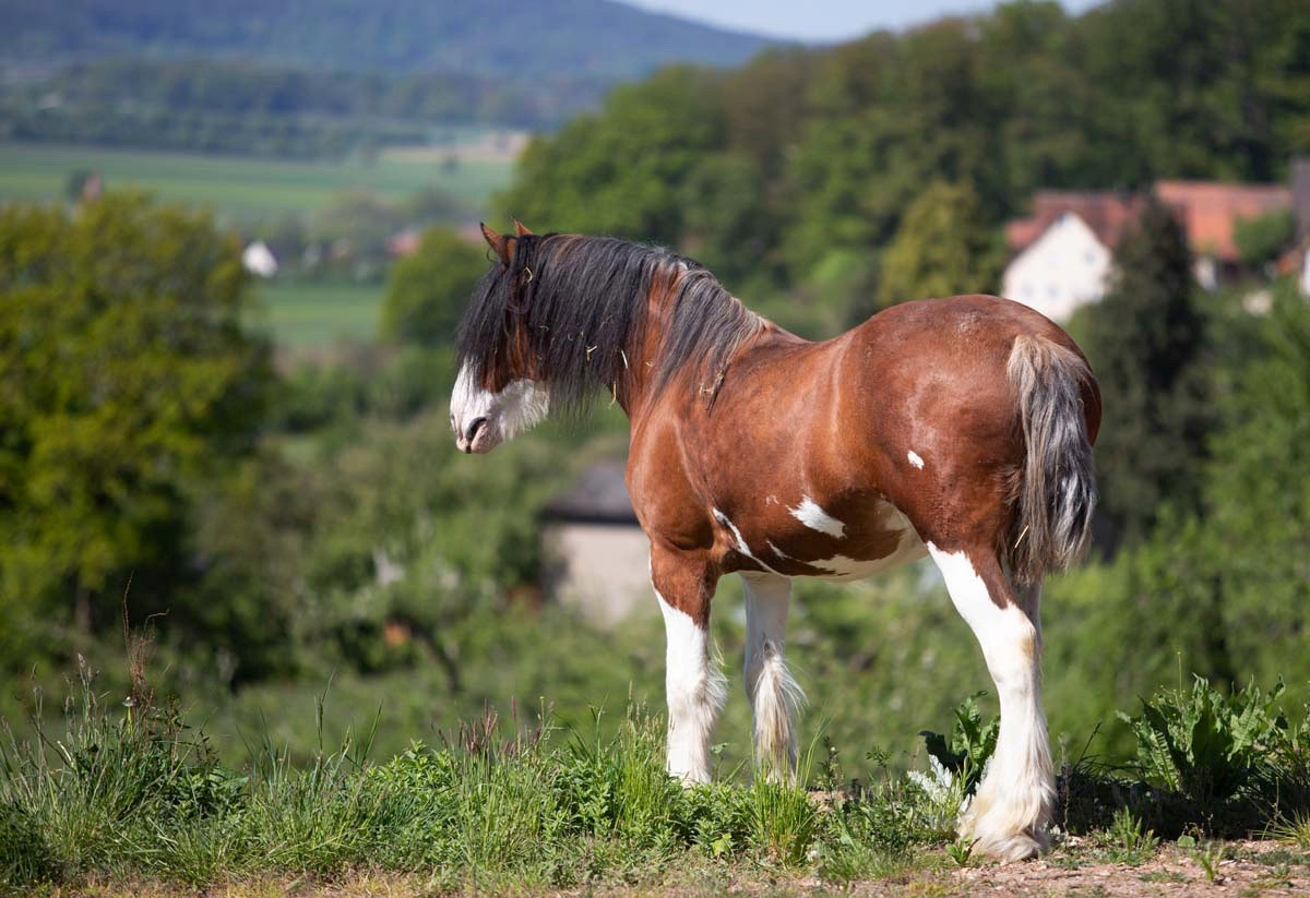 Coachmills Lady Laurel. CLYDESDALE HOUSE