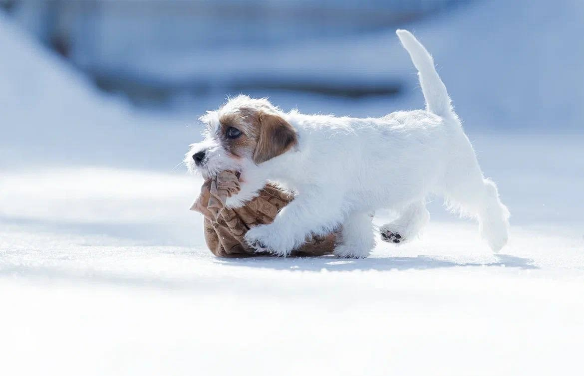 Сука 3. Lovely-Orange питомник джек рассел терьеров