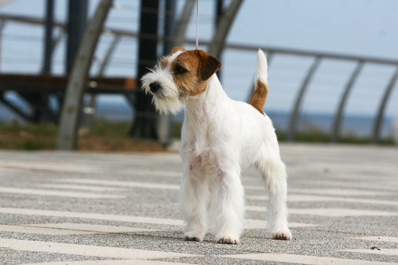 Lovely-Orange Escada. Lovely Orange kennel Jack Russell Terrier FCI/RKF