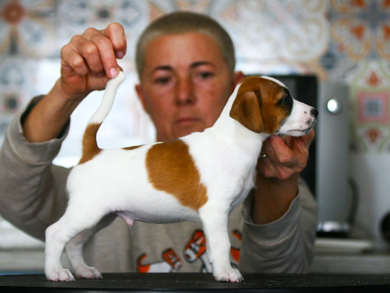 Кобель. Lovely Orange kennel Jack Russell Terrier FCI/RKF