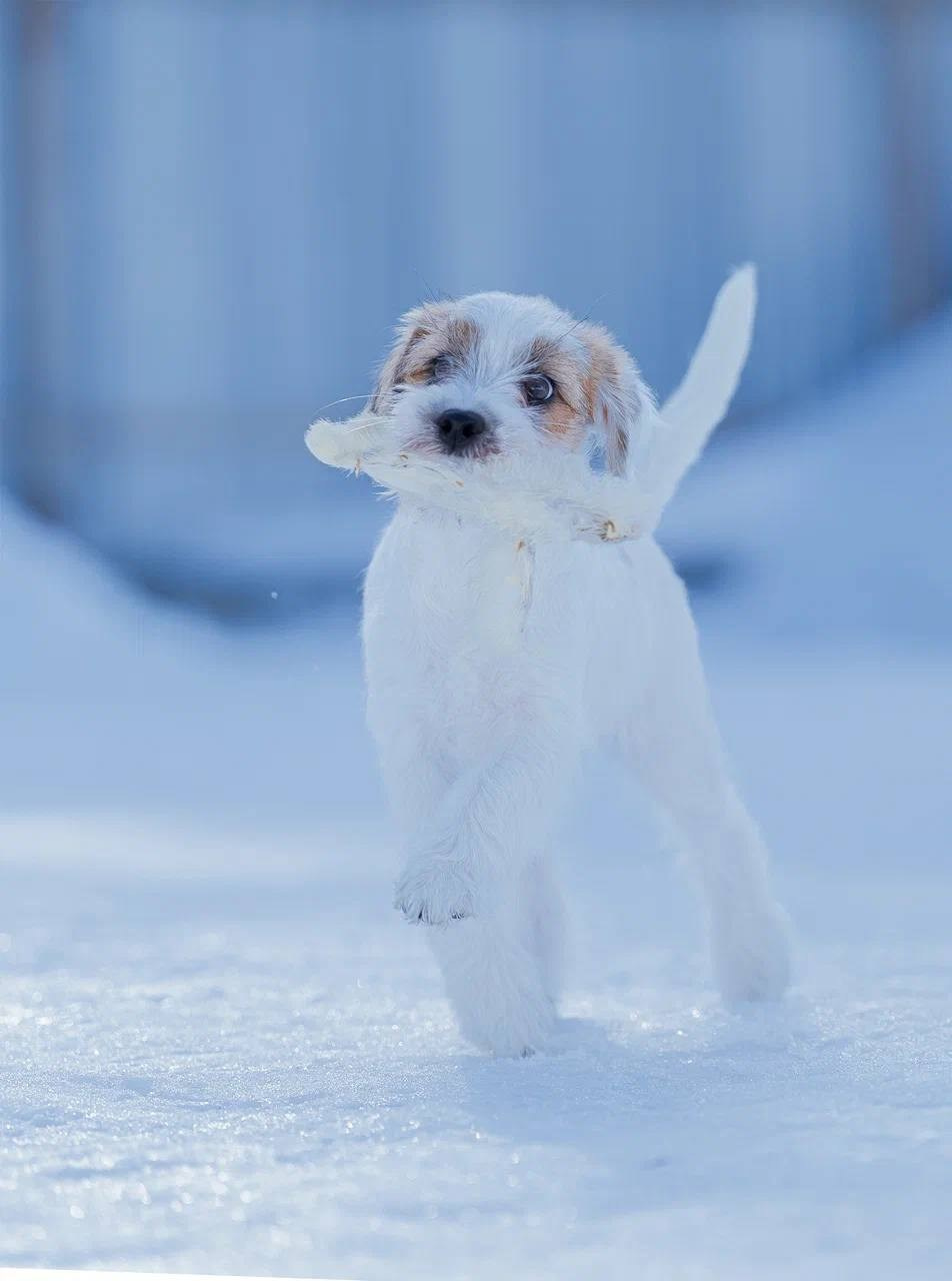 Сука 2. Lovely-Orange питомник джек рассел терьеров