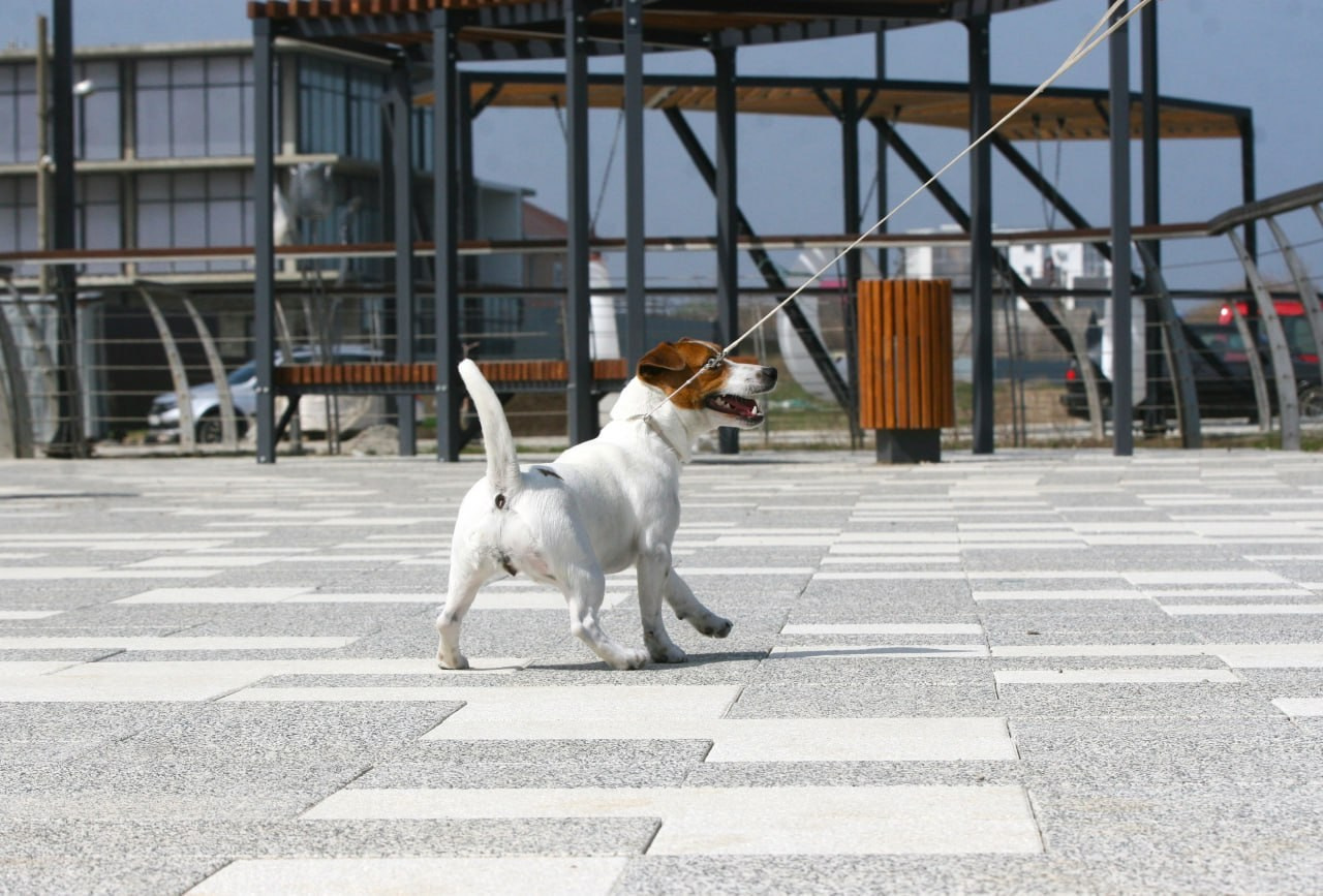 Diskaydzheks Uma Turman. Lovely-Orange питомник джек рассел терьеров