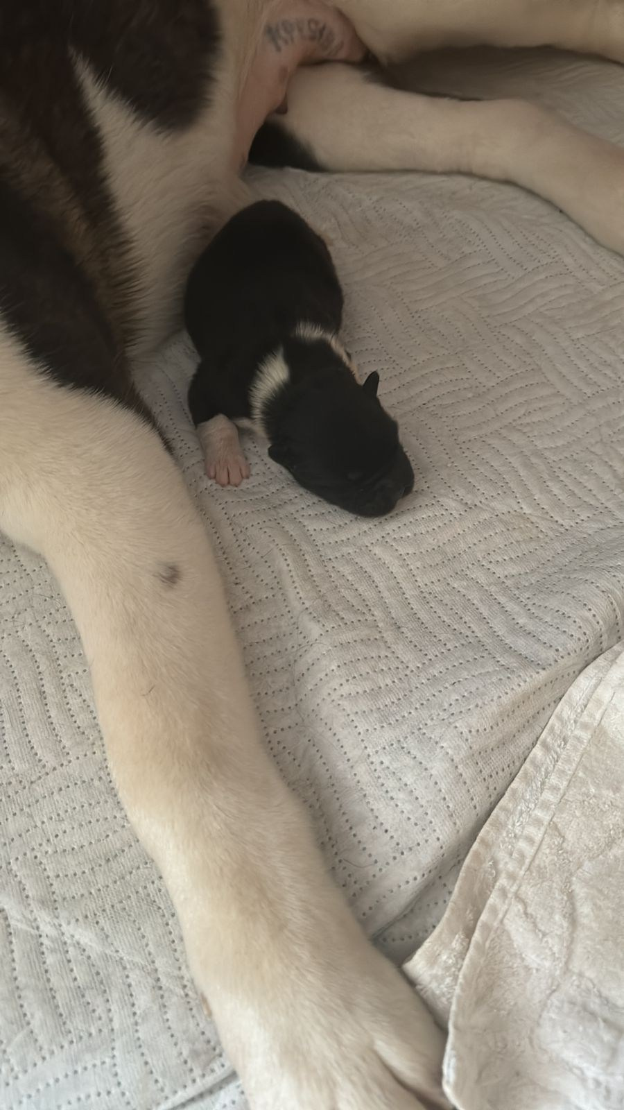 Американская акита  щенки питомник Санкт-Петербург клубные щенки Американская акита питомник RUBYLIGHT Рубилайт купить щенка американской акиты