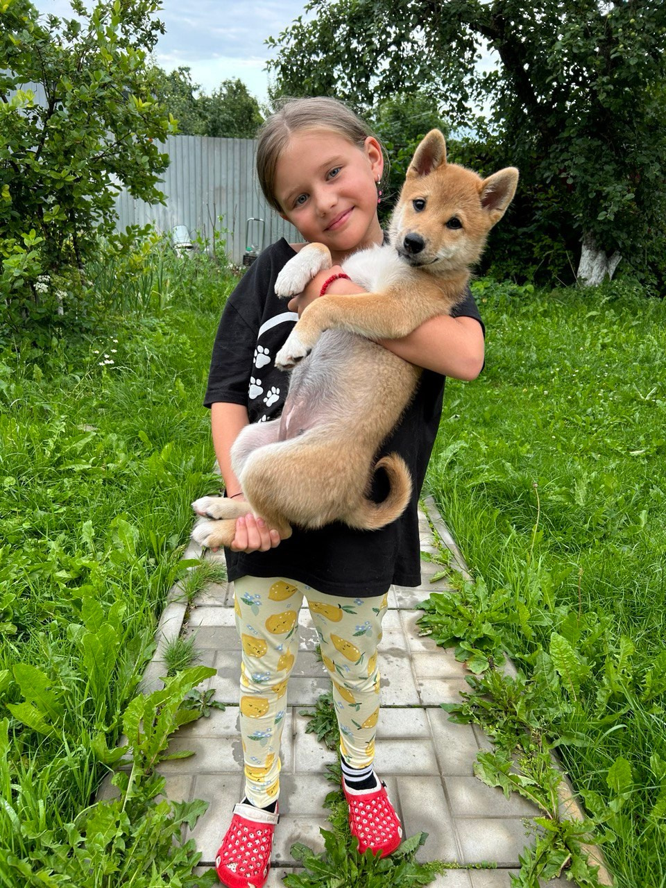 Сиба Rubylight Fumiko питомник Рубилайт