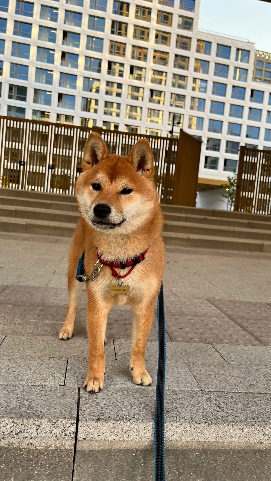 сиба питомник Рубилайт щенки на продажу rubylight  сиба щенки купить