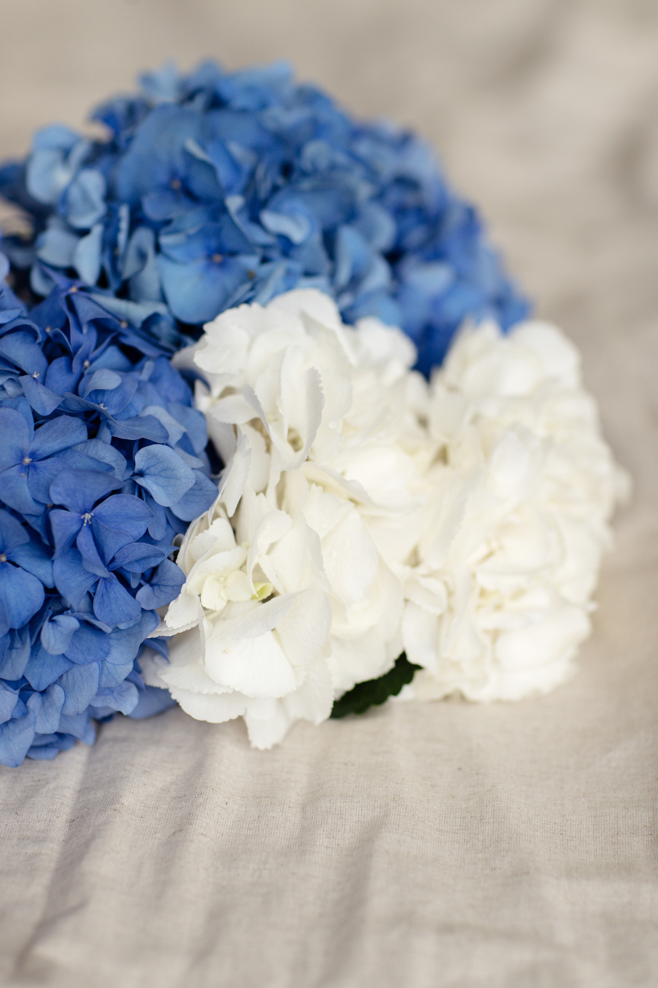 Алёна. Профессиональный фотограф Анастасия Кохно