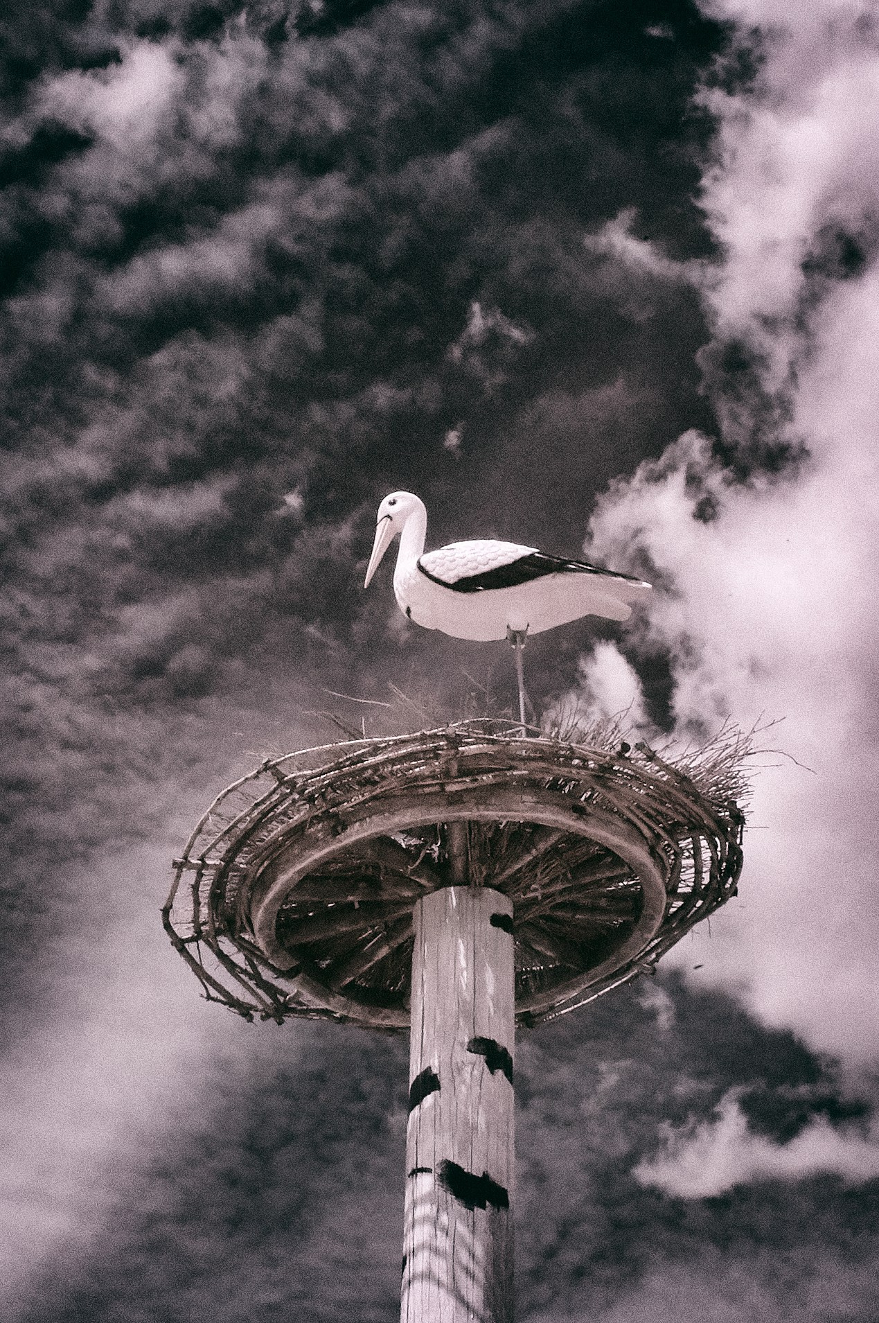 Infrared Photography. Solofilms