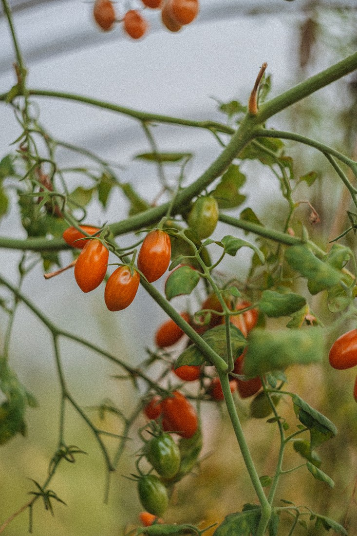 LIZA. Портретный и Семейный фотограф в Санкт-Петербурге Rocket Alice