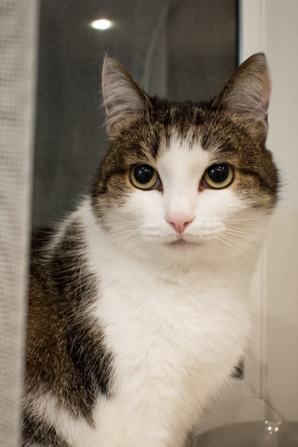 Коты. Фотограф Максим Буряк