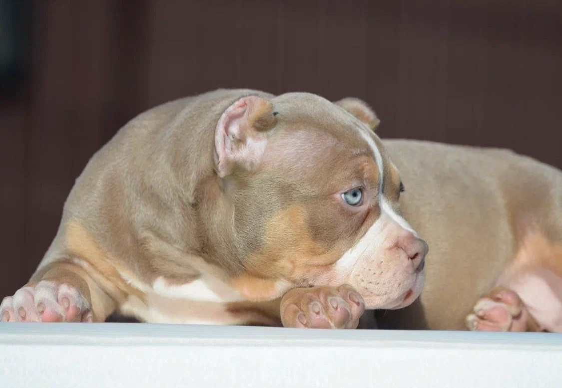 официальный питомник American Bully в Красноярске