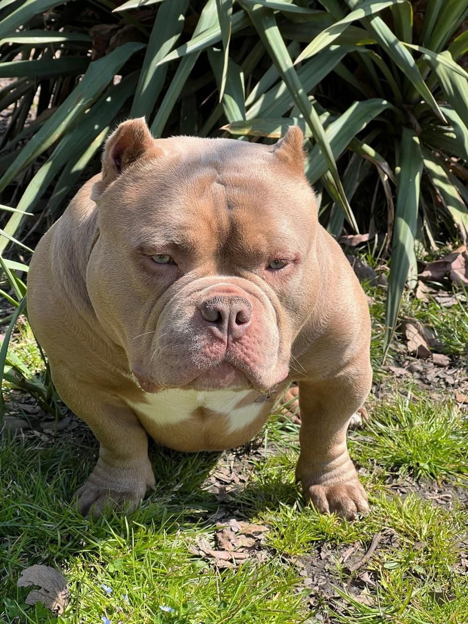 вязка булли стандарт в Адыгее 