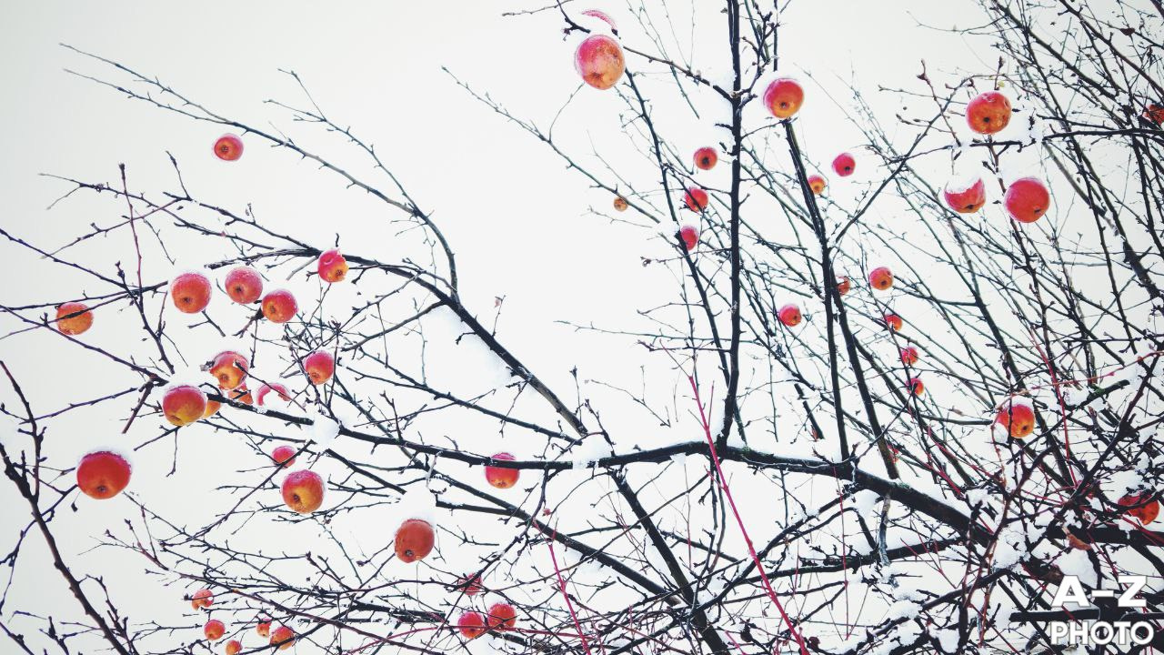 #ФОТОНЕДЕЛИ 05.01.2026. Женский семейный фотограф Тула Москва Захарова Анна