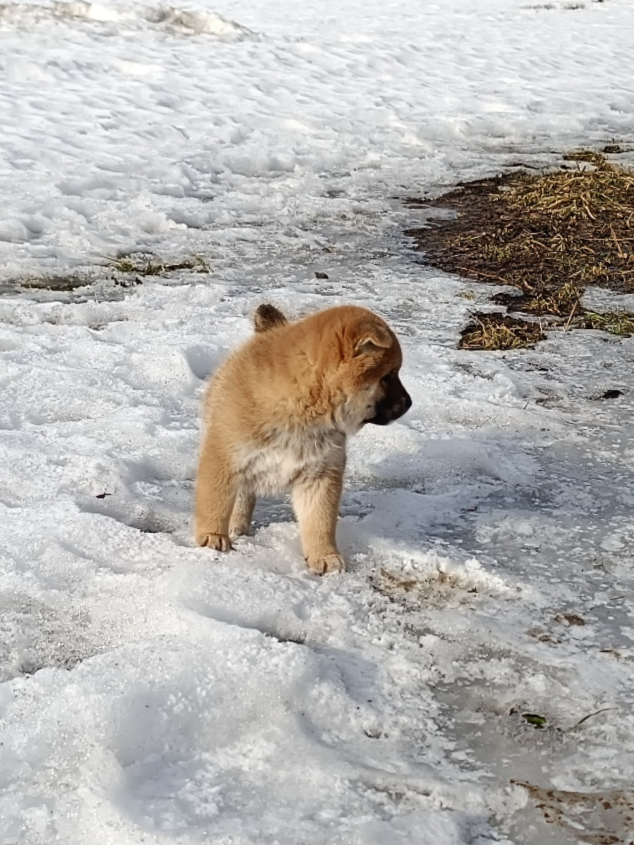 Сиба Rubylight Everest питомник Рубилайт 