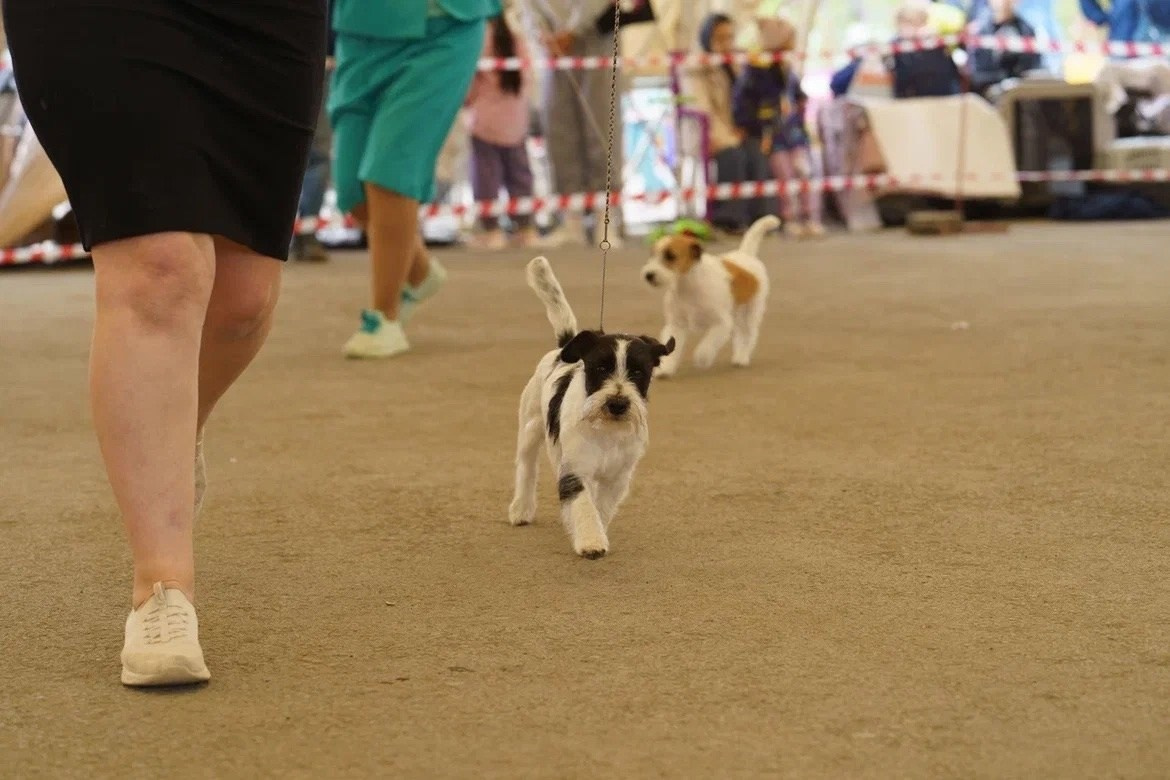 CM_РОККИ. КАНЕ МАЭСТРО — питомник Джек рассел терьеров