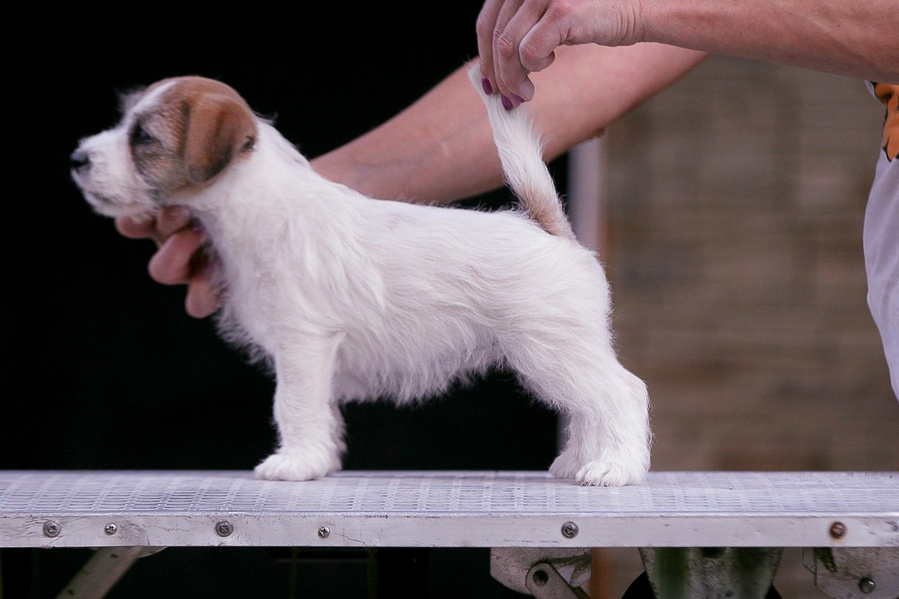 CANE MAESTRO RENDEZVOUS. CANE MAESTRO — kennel Jack Russell Terrier