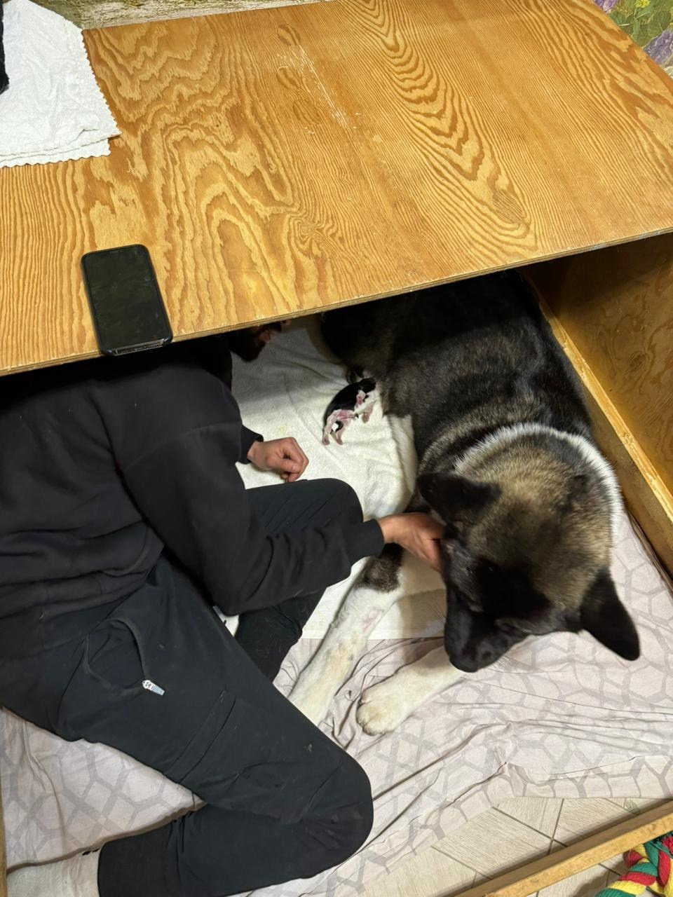 Американская акита  щенки питомник Санкт-Петербург клубные щенки Американская акита питомник RUBYLIGHT Рубилайт купить щенка американской акиты