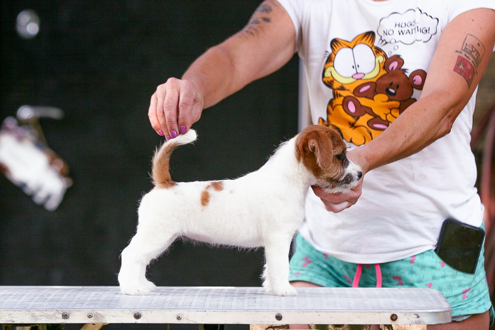 Джек рассел терьер купить.