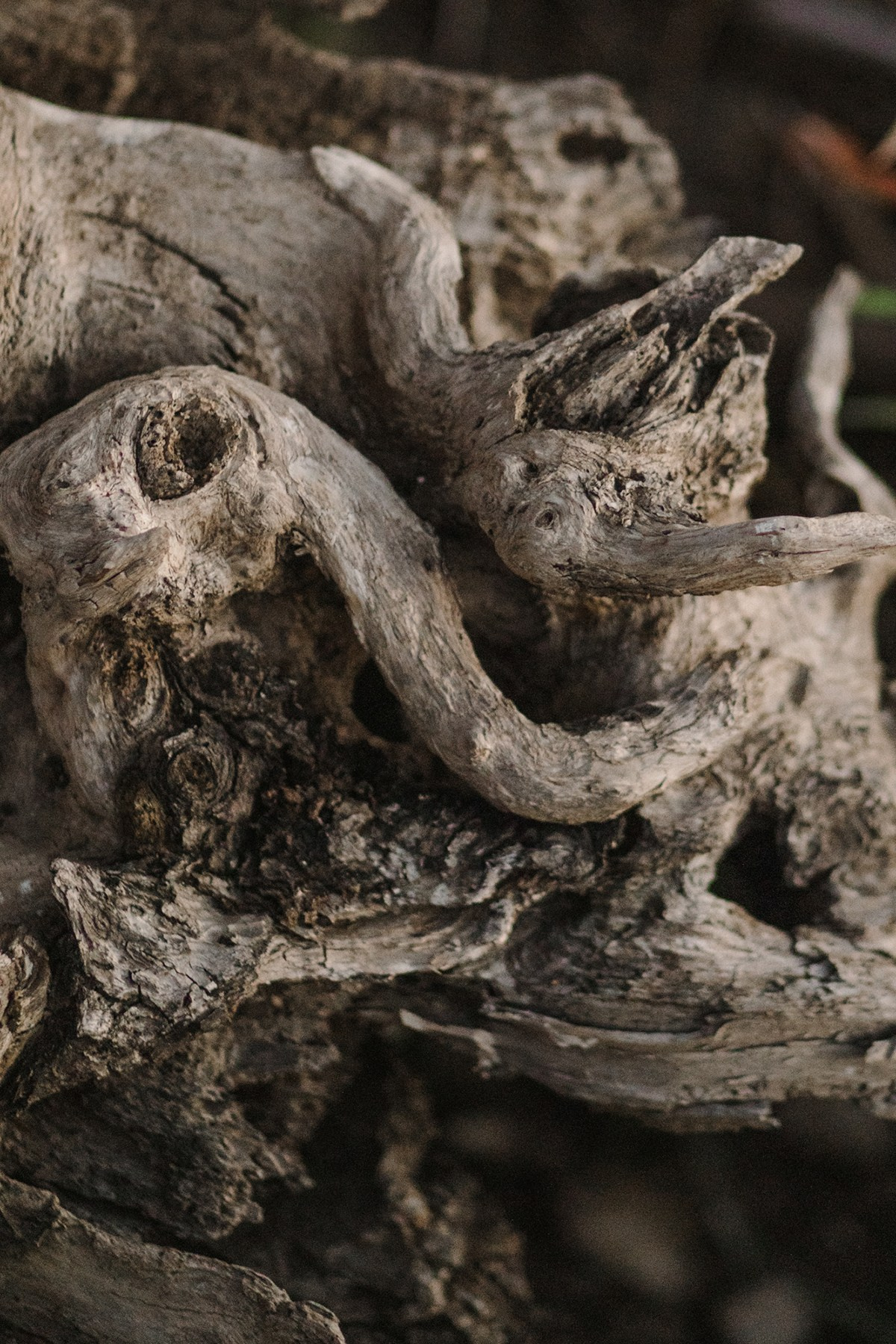 Veronica. Anastasia Blud Photography