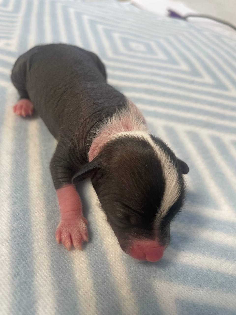 D2 День Рождения