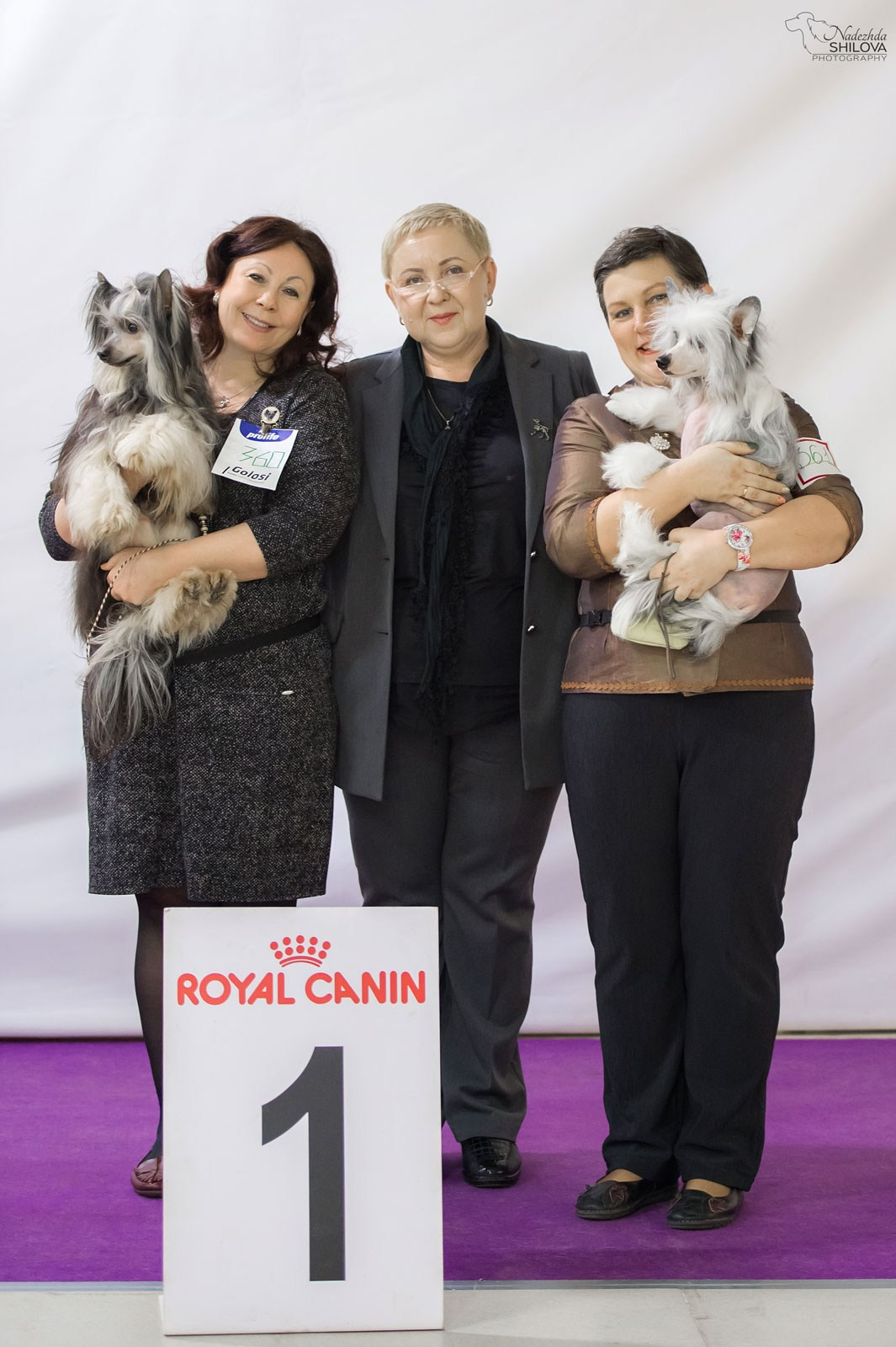 Poale Ell Bazhen. Chinese Crested Dog Kennel Poale Ell
