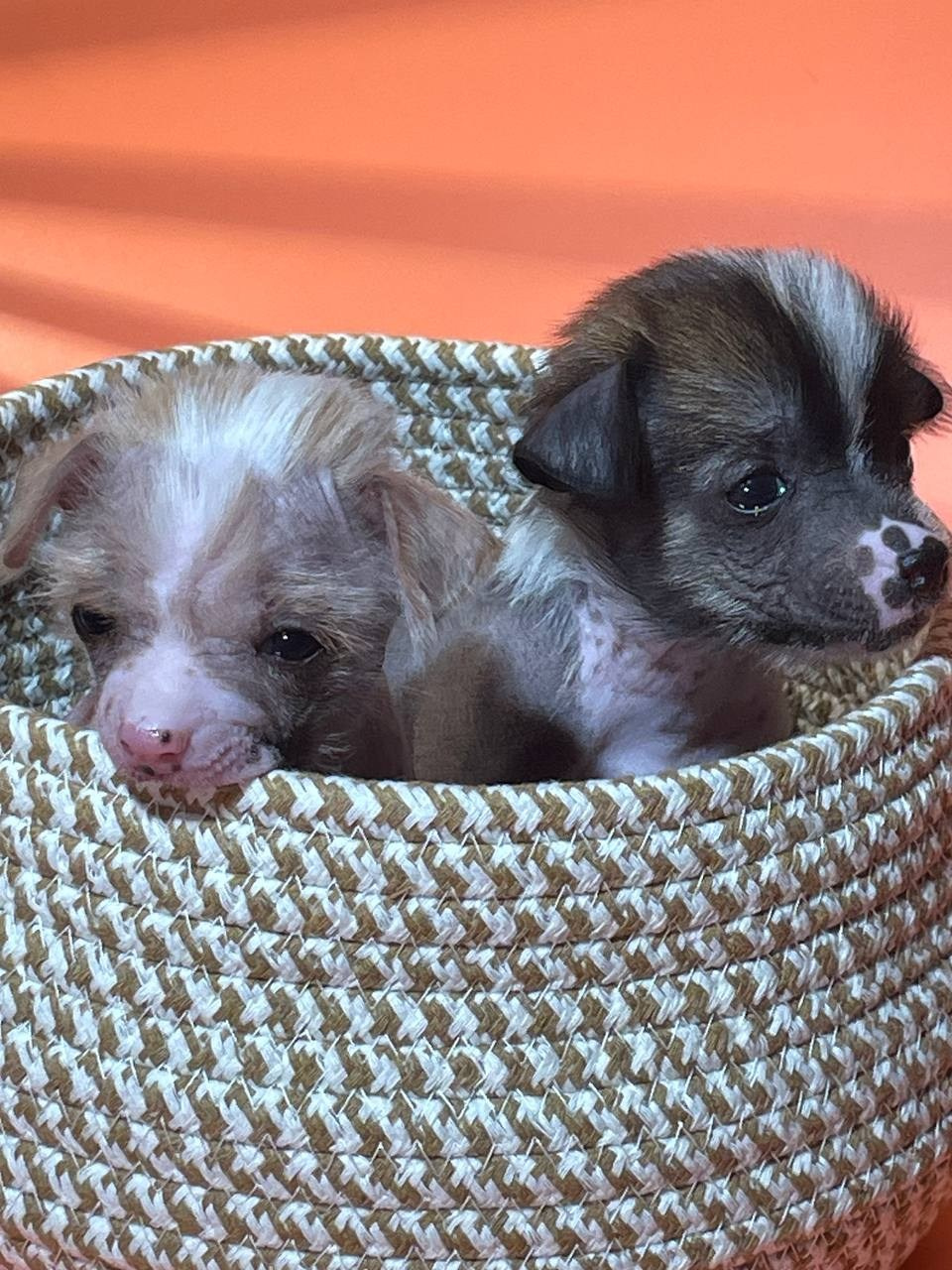 Девочкам помёта «D» месяц. Питомник китайских хохлатых собак Poale Ell: купить щенка