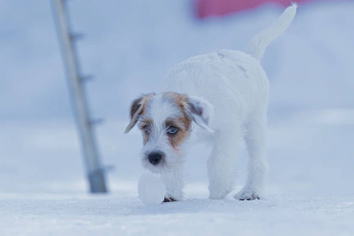 Сука 2. Lovely-Orange питомник джек рассел терьеров