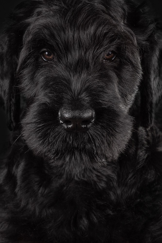 Студийная съёмка собак. Фотограф-анималист Natalia Deingel | Фотосъемка собак в Москве