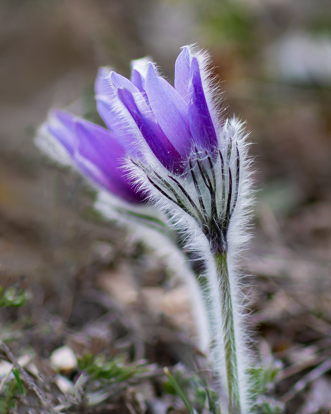 Сон —трава. Фотограф Севастополь/Крым Светлана Евтушенко