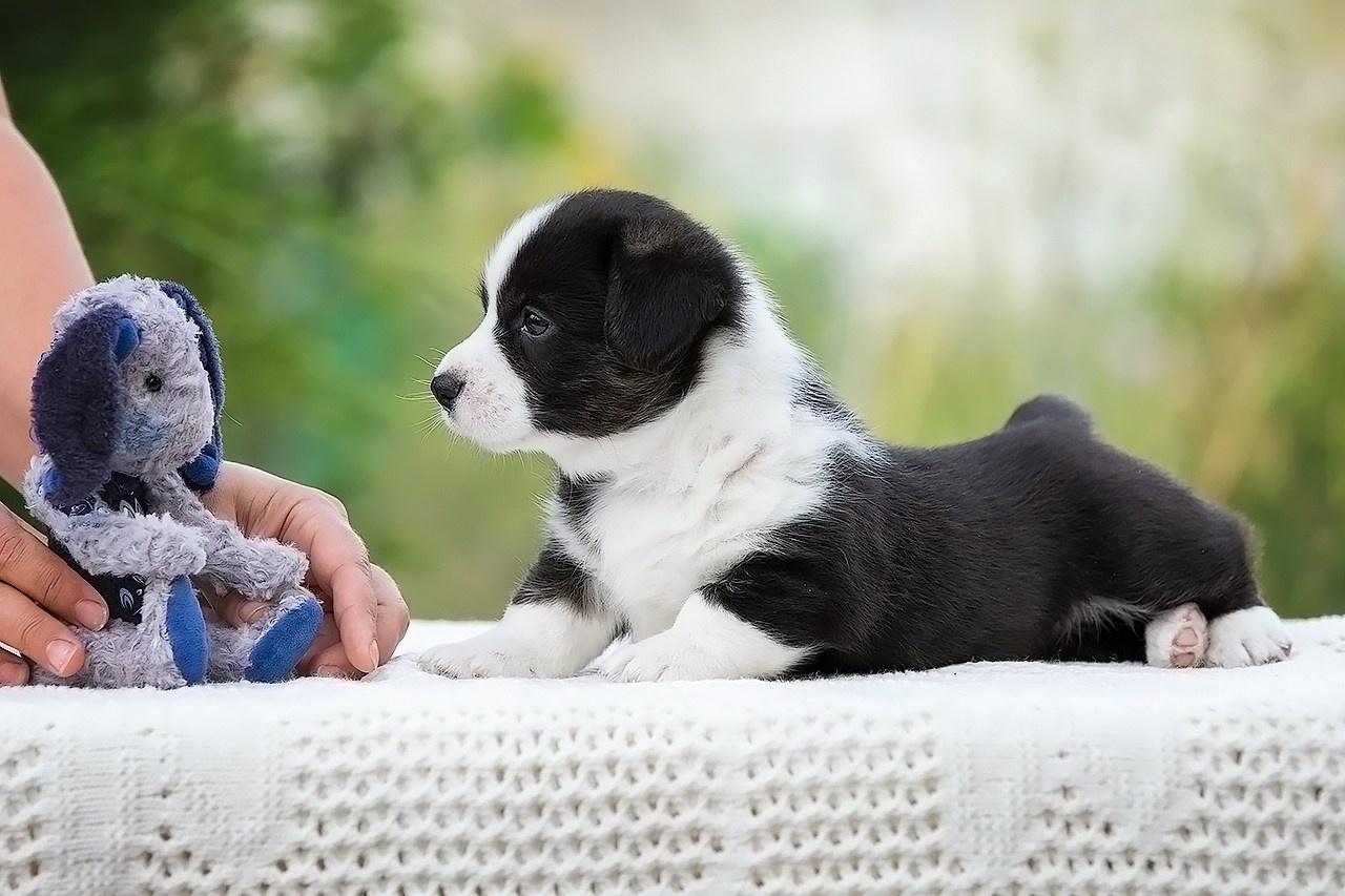 СЪЁМКА ЩЕНКОВ. Фотограф — анималист в Туле Юлия Лето