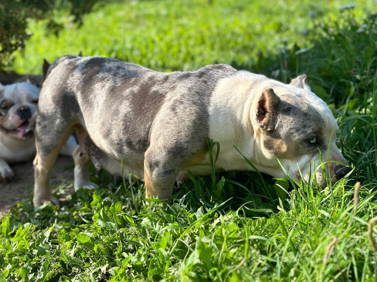 Lordli Of Gardens Blucha. Питомник американских булли Bounty Pride Bully