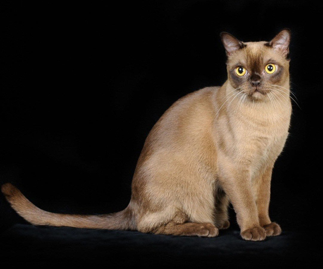 Котёнок американской бурмы. Las Burmas — питомник американской бурмы традиционных линий