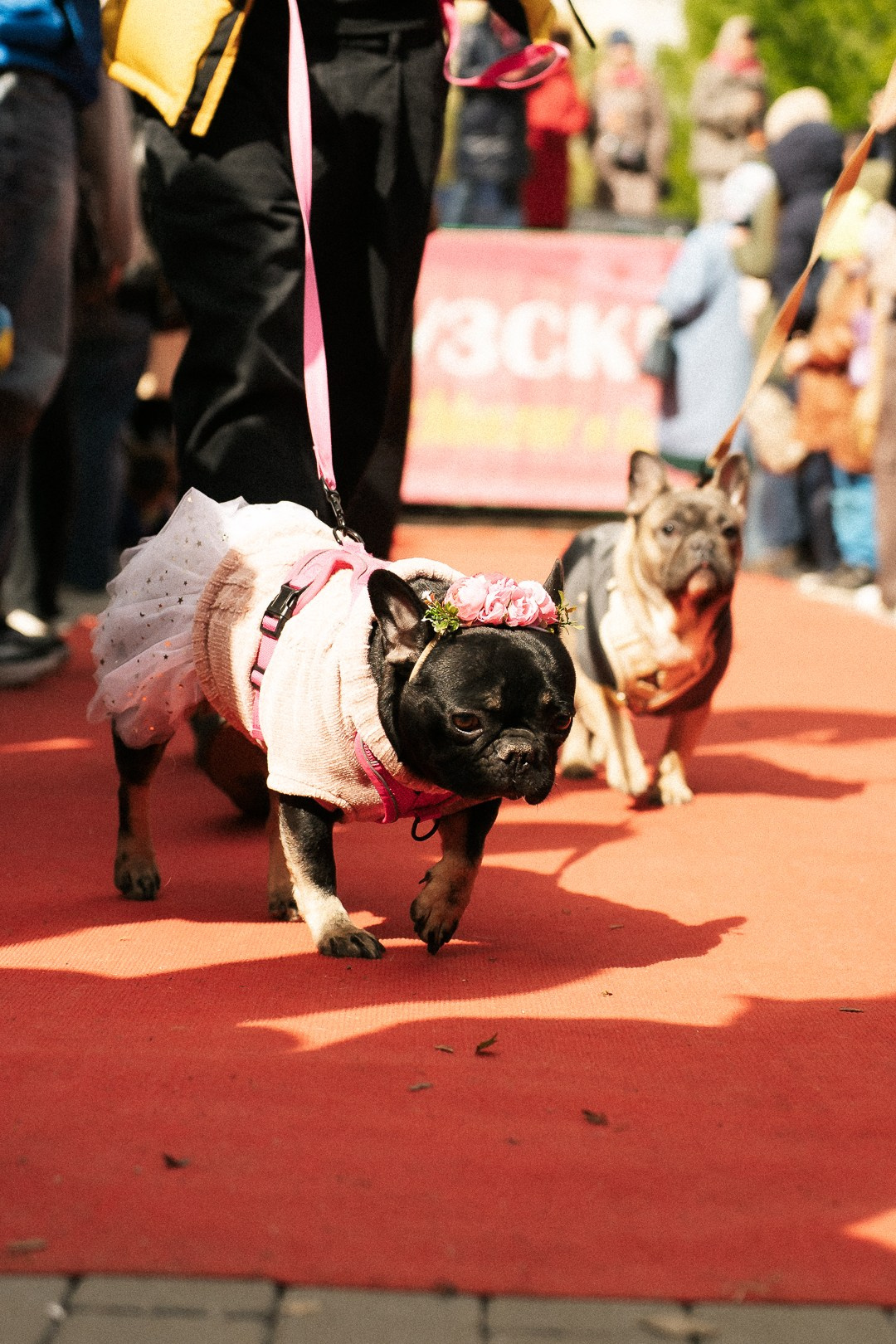 Парад Бульдогов. Axenov_eugene