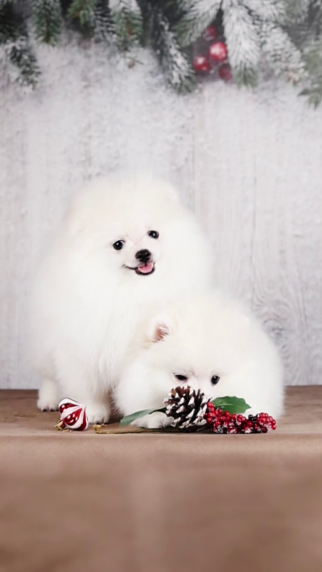 Услуги. Фотограф анималист Аня Ливанова | Рыбинск