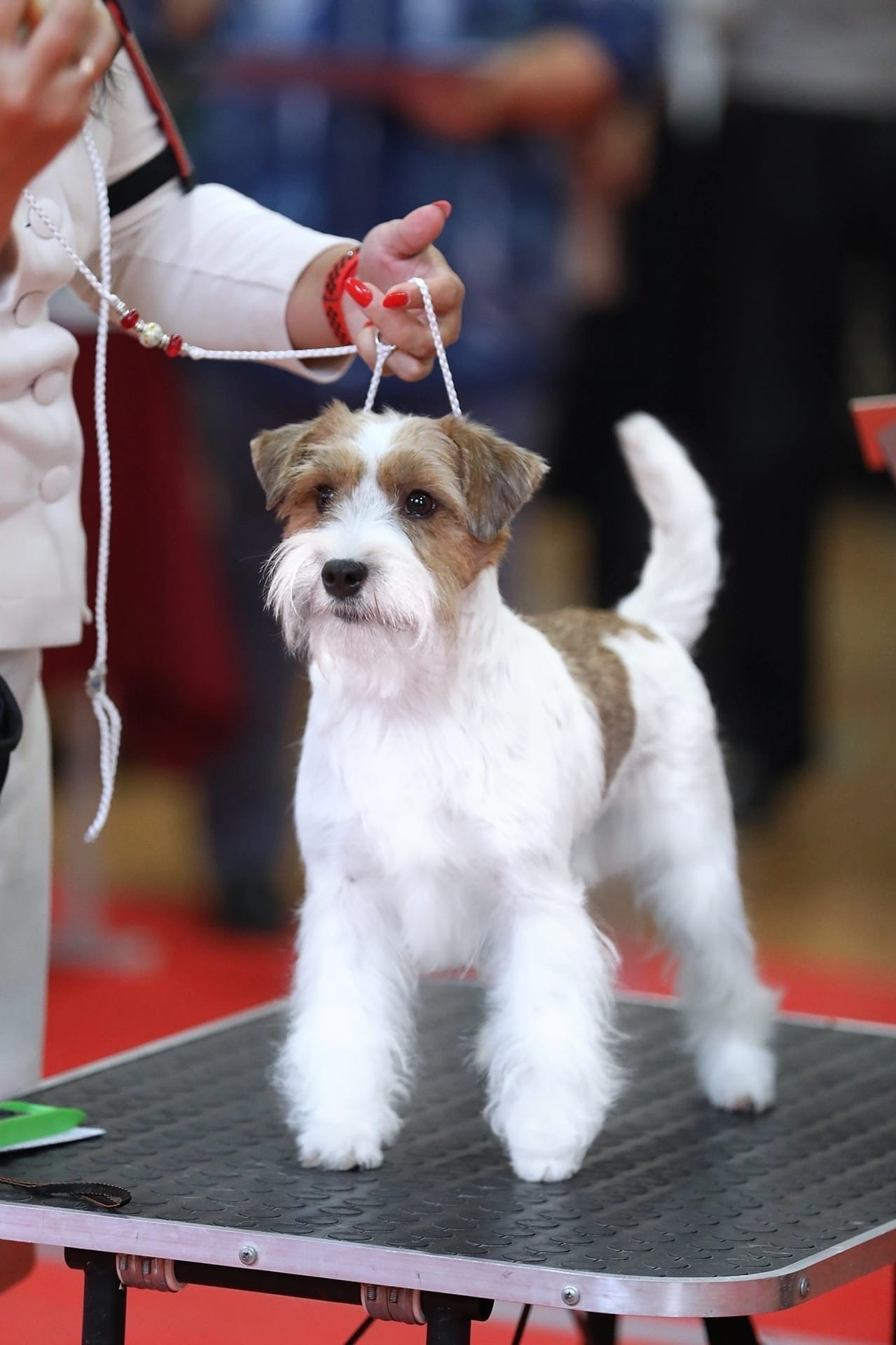 ZOLOTAYA KORONA KIARA. Lovely-Orange питомник джек рассел терьеров