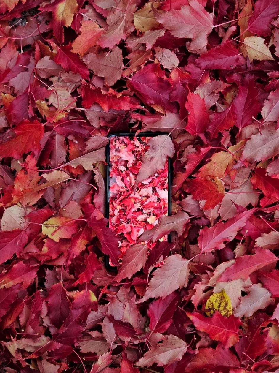 Намобилкус питерский. Репортажный фотограф Алексей Пирязев