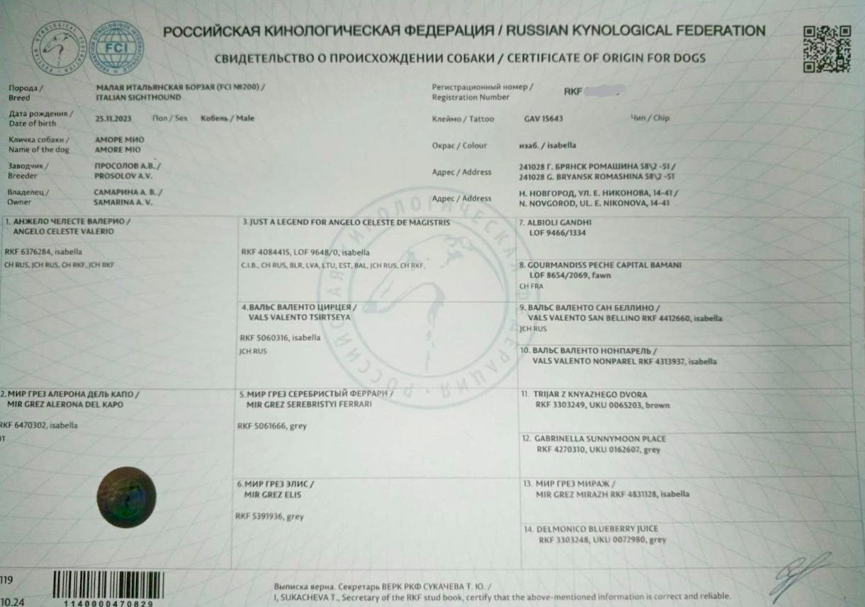 Июльские детки. Профессиональный питомник левреток РКФ/FCI ASTI SAPPHIRE 💎 Санкт-Петербург