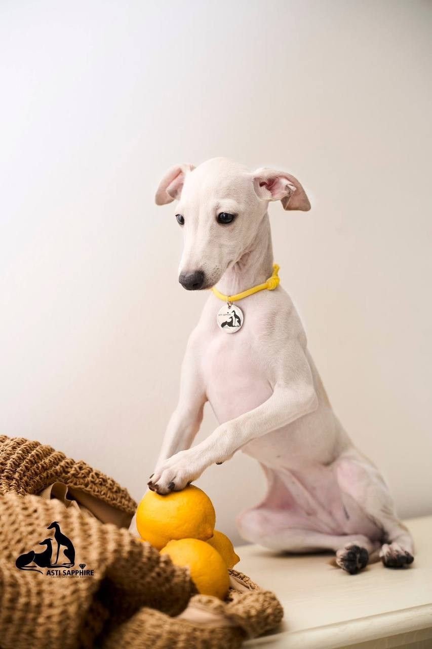 Прогулки. Профессиональный питомник левреток РКФ/FCI ASTI SAPPHIRE 💎 Сочи|Санкт-Петербург