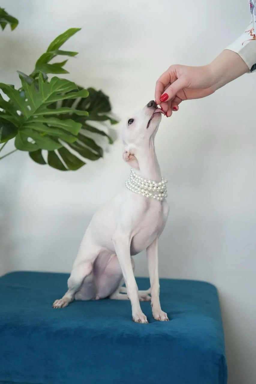 Asti Sapphire Jasmine. Профессиональный питомник левреток РКФ/FCI ASTI SAPPHIRE 💎 Сочи|Санкт-Петербург