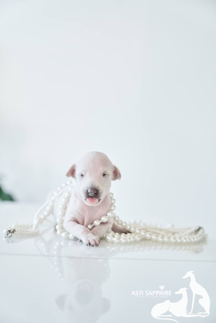 Крем. Профессиональный питомник левреток РКФ/FCI ASTI SAPPHIRE 💎 Сочи|Санкт-Петербург