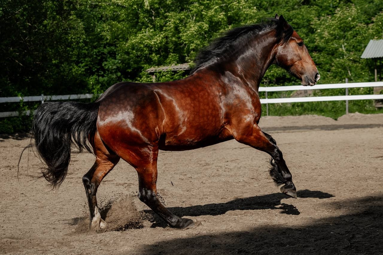 Нюра летом бегал. Куракина Дарья • Конный фотограф