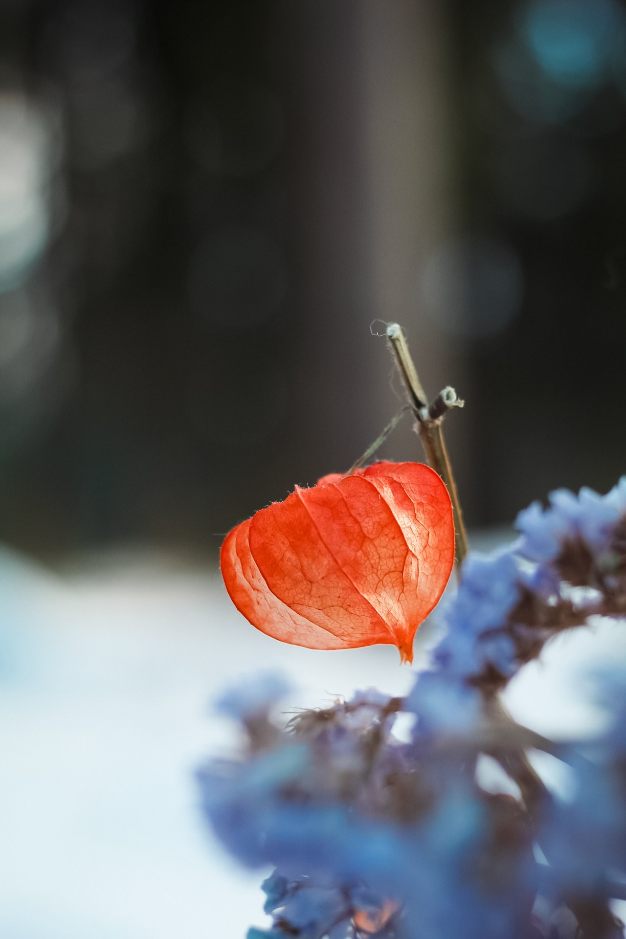 Зимний букет. Dmitriy [KCCC] is a pretty cool photographer