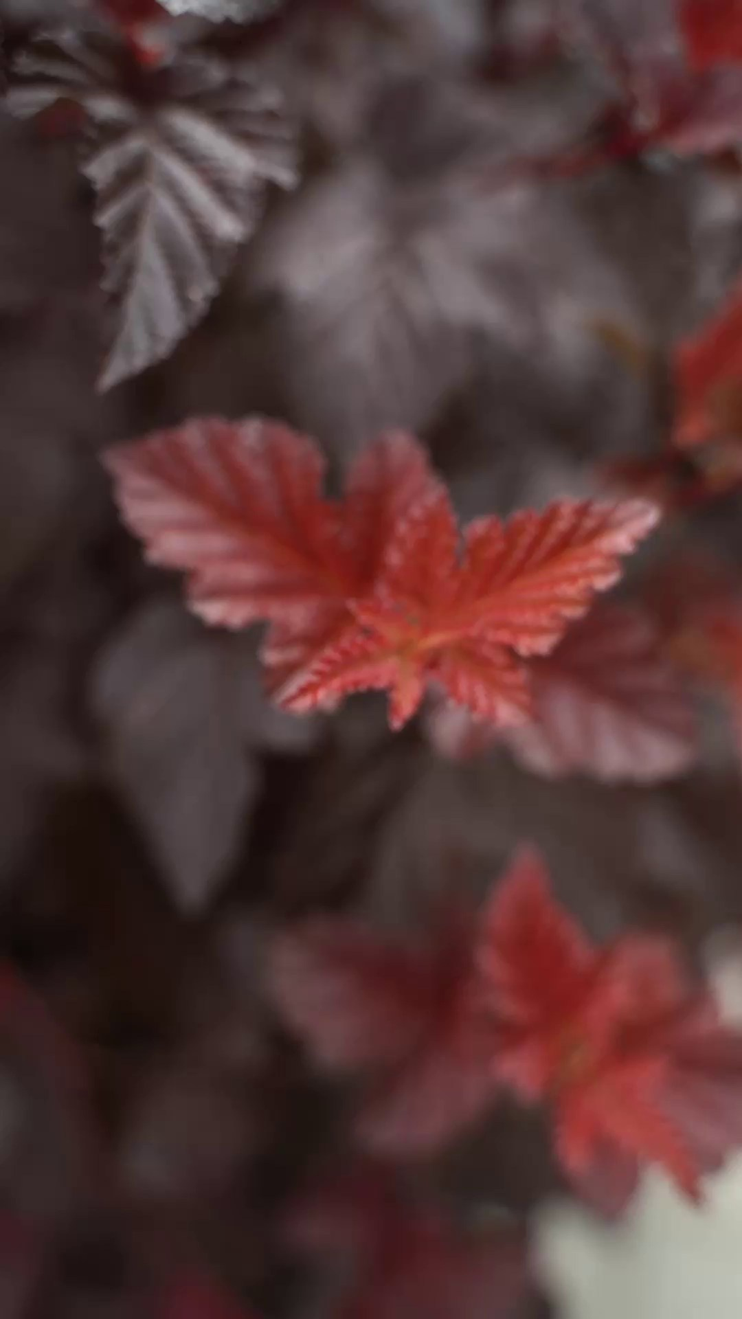 Видео. Репортажный фотограф Даниил Коваленко
